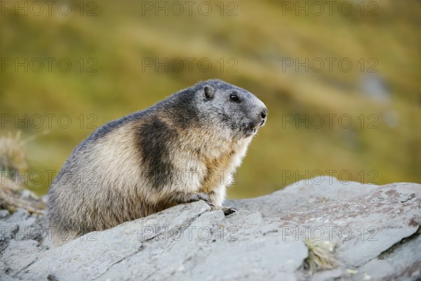 Alpine marmot (Marmota marmota), Hohe Tauern National Park, Austria