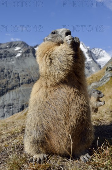 Alpine marmot (Marmota marmota), feeding, Hohe Tauern National Park, Austria