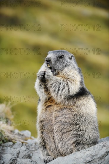 Alpine marmot (Marmota marmota), sitting and eating on a rock, Hohe Tauern National Park, Austria