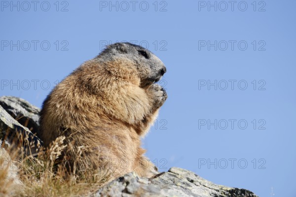 Alpine marmot (Marmota marmota), sitting and eating on a rock, Hohe Tauern National Park, Austria