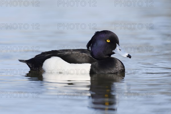 Tufted Duck (Aythya fuligula), drake, swimming, North Rhine-Westphalia, Germany