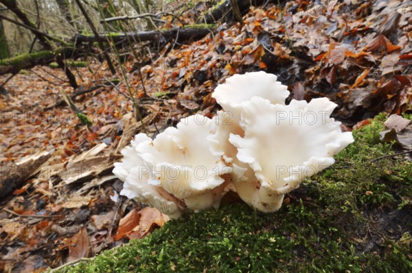 Lung mushroom or spoon-shaped mushroom (Pleurotus pulmonarius), North Rhine-Westphalia, Germany