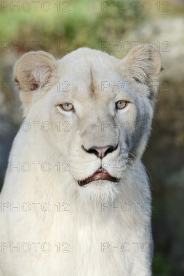 White lion (Panthera leo), female, portrait, captive