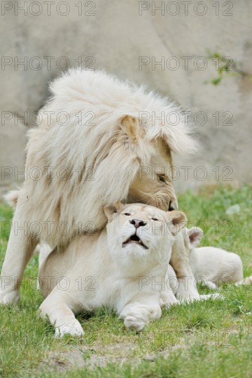 White lion (Panthera leo), pair copulating, captive
