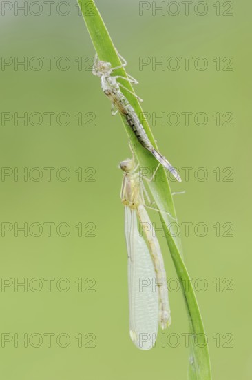 Willow Emerald Damselfly (Chalcolestes viridis) freshly hatched dragonfly and exuvia, North Rhine-Westphalia, Germany