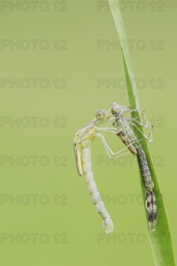 Willow Emerald Damselfly (Chalcolestes viridis) freshly hatched dragonfly hanging from its exuvia, North Rhine-Westphalia, Germany