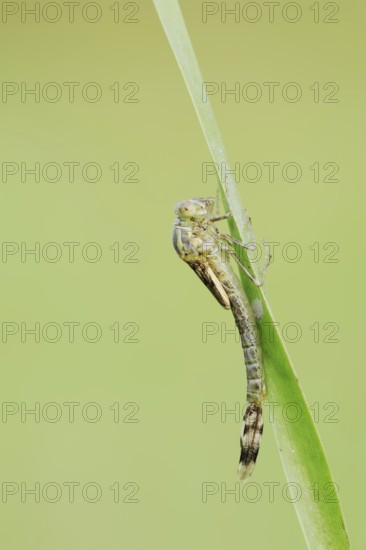 Willow Emerald Damselfly (Chalcolestes viridis) hatching, hatching, larva, dragonfly larva, North Rhine-Westphalia, Germany