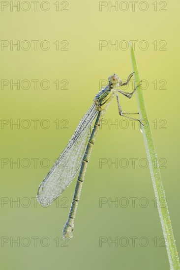 Willow Emerald Damselfly (Chalcolestes viridis), female, North Rhine-Westphalia, Germany