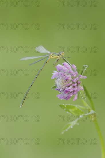 Willow Emerald Damselfly (Chalcolestes viridis), male on flower of meadow clover (Trifolium pratense), North Rhine-Westphalia, Germany