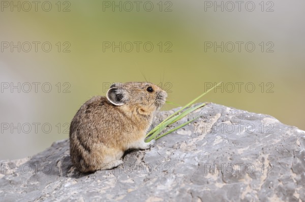 American pika (Ochotona princeps) sitting on a rock and eating blades of grass, Jasper National Park, Alberta, Canada