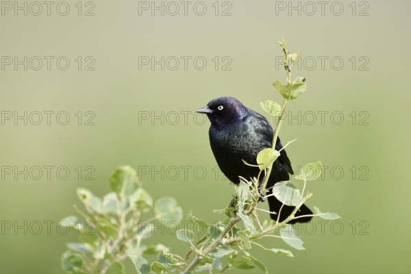 Purple Blackbird (Euphagus cyanocephalus), male, Waterton Lakes National Park, Alberta, Canada