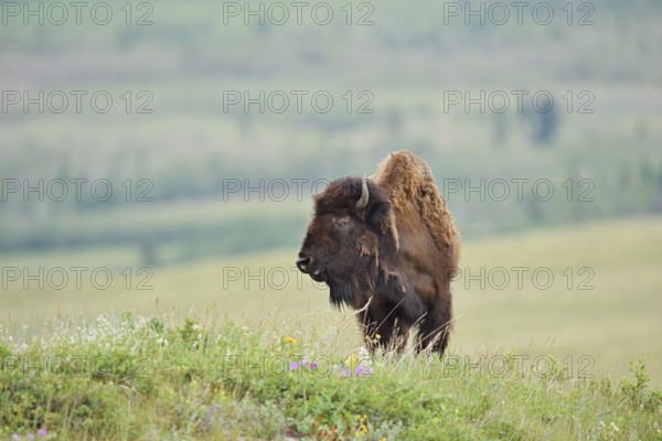 American Bison (Bos bison), female, Alberta, Canada
