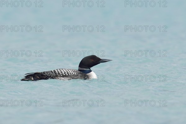 Common loon (Gavia immer), Banff National Park, Alberta, Canada
