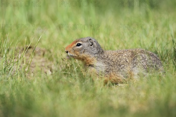 Columbia ground squirrel (Urocitellus columbianus, Spermophilus columbianus), British Columbia, Canada