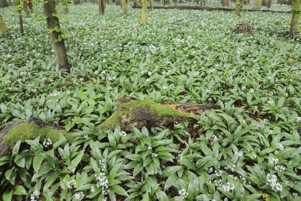 Wild garlic (Allium ursinum) in bloom in a deciduous forest, spring, North Rhine-Westphalia, Germany
