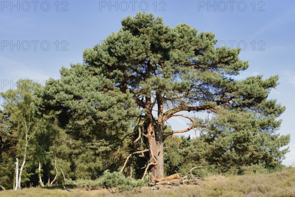 Scots pine or Scots pine (Pinus sylvestris) in heathland, Westruper Heide, North Rhine-Westphalia, Germany