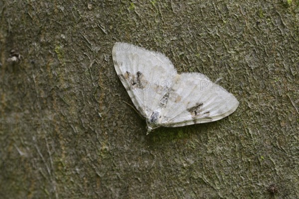 Black-banded leafhopper (Xanthorhoe montanata), North Rhine-Westphalia, Germany
