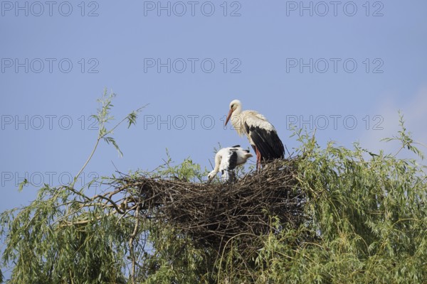 White stork (Ciconia ciconia) with chicks in the nest on a willow (Salix), North Rhine-Westphalia, Germany