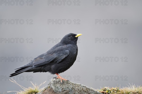 Alpine chough (Pyrrhocorax graculus), Hohe Tauern National Park, Austria