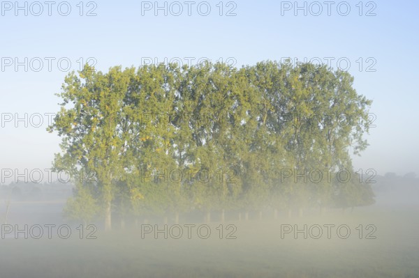 Bastard black poplars or Canada poplars (Populus x canadensis, Populus x euramericana) in the morning mist, autumn, North Rhine-Westphalia, Germany