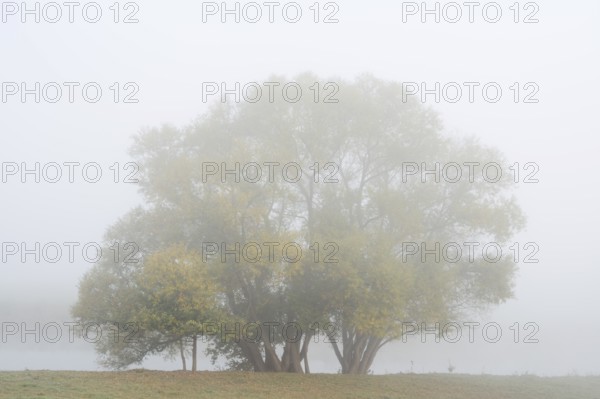 Silver willows (Salix alba) on the river Lippe in the morning mist, North Rhine-Westphalia, Germany