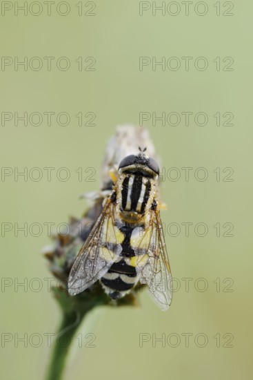 Large marsh hoverfly (Helophilus trivittatus), North Rhine-Westphalia, Germany