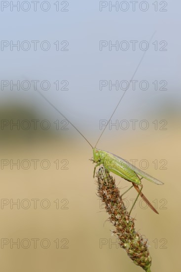 Long-winged conehead (Conocephalus fuscus), female, North Rhine-Westphalia, Germany