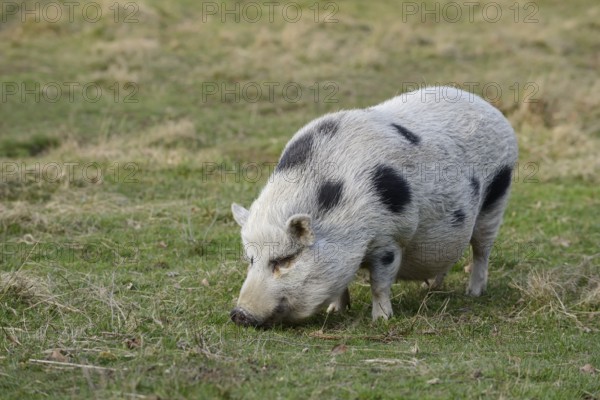 Göttingen minipig (Sus scrofa f. domestica) standing in a meadow, North Rhine-Westphalia, Germany