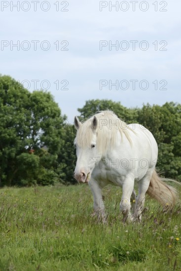 Domestic horse, Percheron (Equus caballus) in the pasture, Normandy, France