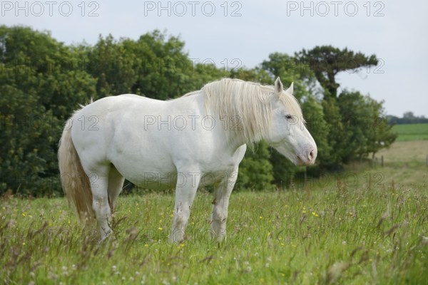 Domestic horse, Percheron (Equus caballus) in the pasture, Normandy, France