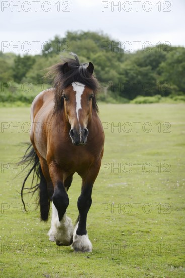 Domestic horse, Clydesdale (Equus caballus) on pasture, France