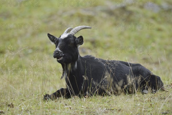 Domestic goat (Capra aegagrus hircus, Capra hircus), billy goat, North Rhine-Westphalia, Germany