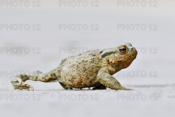 Common toad (Bufo bufo) crossing a road, North Rhine-Westphalia, Germany