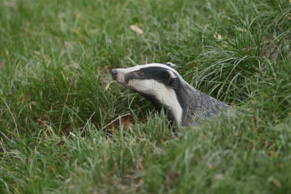 European badger (Meles meles) on a construction site, North Rhine-Westphalia, Germany