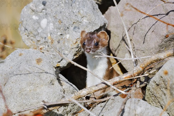 Stoat or large weasel (Mustela erminea), North Rhine-Westphalia, Germany