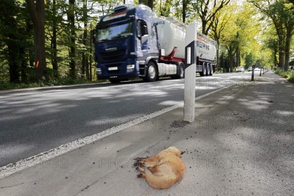 Dead red fox (Vulpes vulpes) lying on the roadside, North Rhine-Westphalia, Germany
