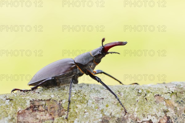 Stag beetle (Lucanus cervus), male, Normandy, France
