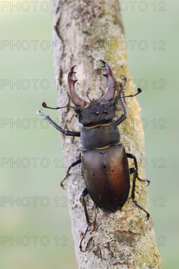 Stag beetle (Lucanus cervus), male, Normandy, France