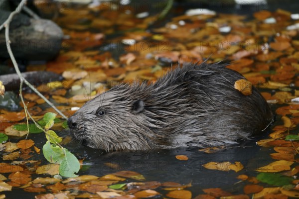 European beaver (Castor fiber), young animal feeding on a branch in the water, autumn, North Rhine-Westphalia, Germany