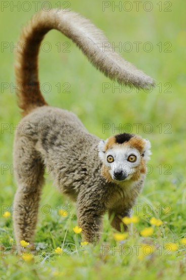 Crowned lemur (Eulemur coronatus), male, captive, found in Madagascar