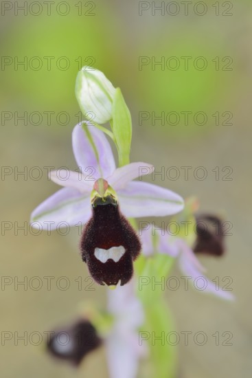 Balearic ragwort (Ophrys bertolonii subsp. balearica), flower, Majorca, Balearic Islands, Spain
