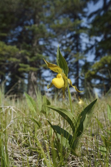 Lady's slipper (Cypripedium parviflorum var. pubescens), flower, Jasper National Park, Alberta, Canada