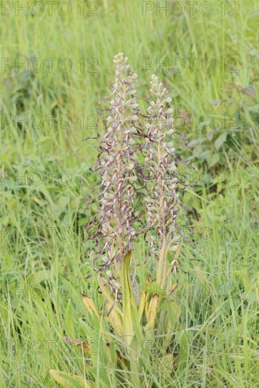 Goat's tongue (Himantoglossum hircinum), flowering, Centre region, France