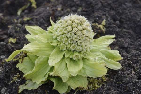 Japanese butterbur or Asian butterbur (Petasites japonicus), flowering