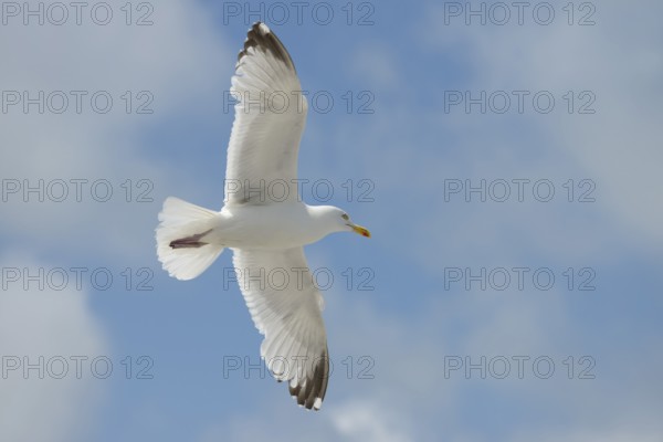 Herring Gull (Larus argentatus) in flight, Normandy, France