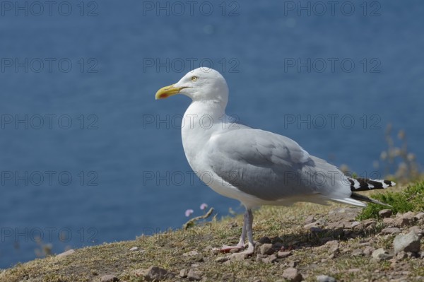 Herring Gull (Larus argentatus) standing on a rock on the coast, Brittany, France