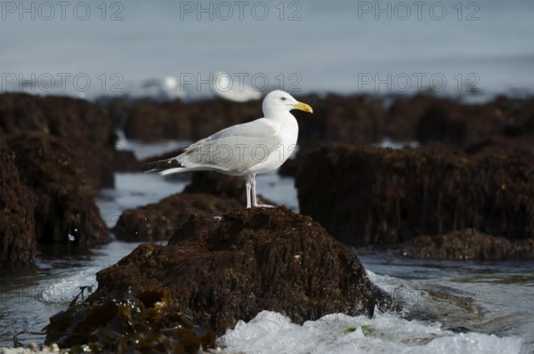 Herring Gull (Larus argentatus) standing on a rock on the coast, Normandy, France