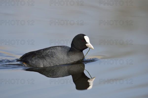 Eurasian Coot (Fulica atra) swimming, North Rhine-Westphalia, Germany