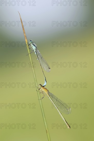Blue-tailed damselfly (Ischnura elegans), male and female, North Rhine-Westphalia, Germany