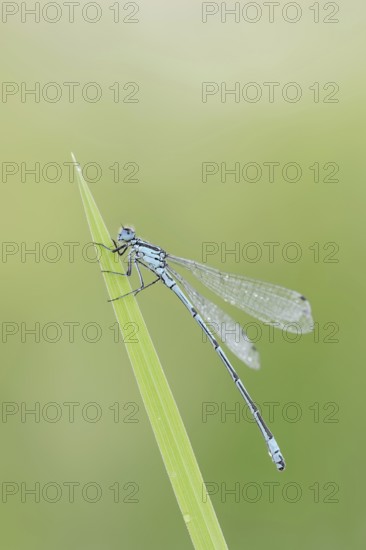 Horseshoe Damselfly (Coenagrion puella), male, North Rhine-Westphalia, Germany